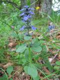 Ajuga genevensis